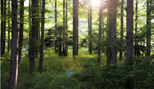 1649646016885098.png 森林1.png