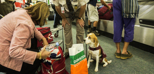 1652259204776108.png 动物1.png